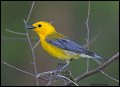_2SB8603 prothonotary warbler